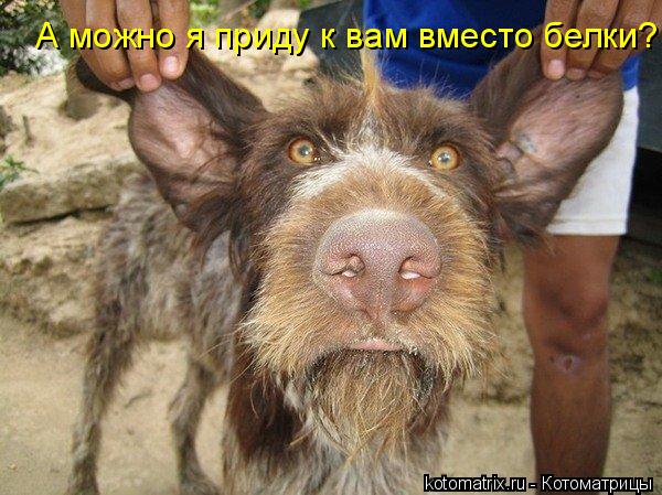 А можно я приду к вам вместо белки?... Котоматрица: А можно я приду к вам вместо белки?