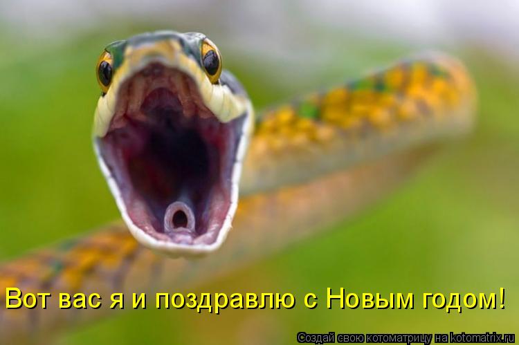 Котоматрица: Вот вас я и поздравлю с Новым годом!