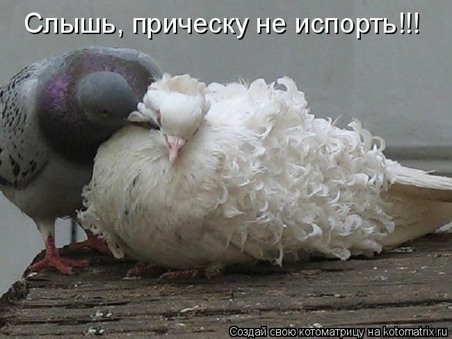 Котоматрица: Слышь, прическу не испорть!!!