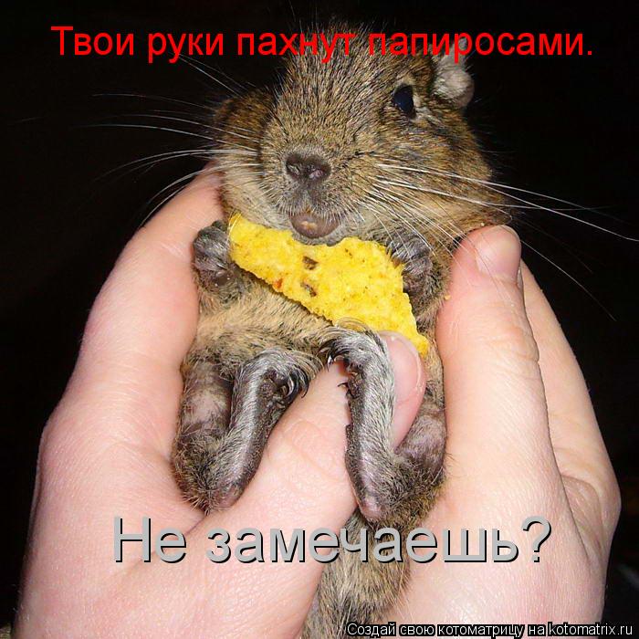 Котоматрица: Твои руки пахнут папиросами. Не замечаешь?