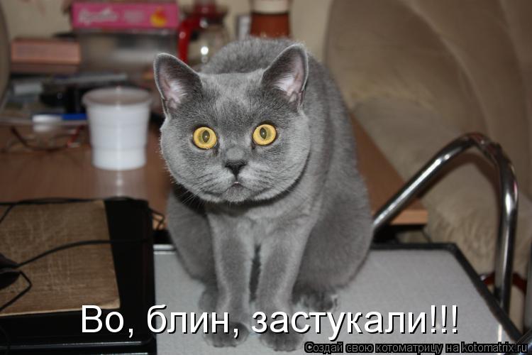 Котоматрица: Во, блин, застукали!!!