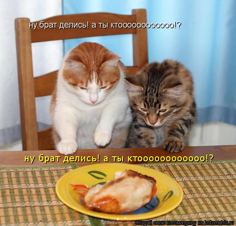 Котоматрица: ну брат делись! а ты ктоооооооооооо!? ну брат делись! а ты ктоооооооооооо!?