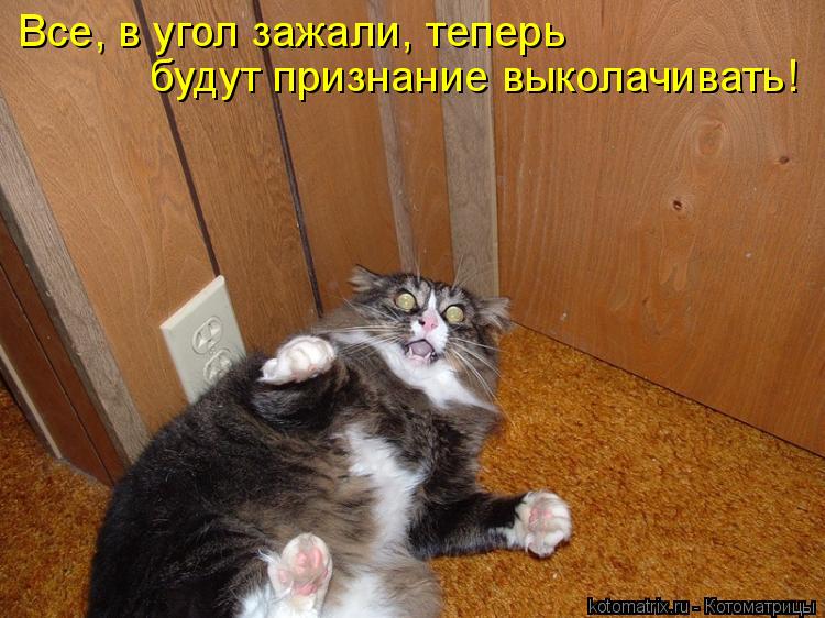 Котоматрица: Все, в угол зажали, теперь будут признание выколачивать!