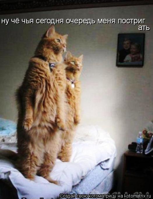 Котоматрица: ну чё чья сегодня очередь меня постриг ать