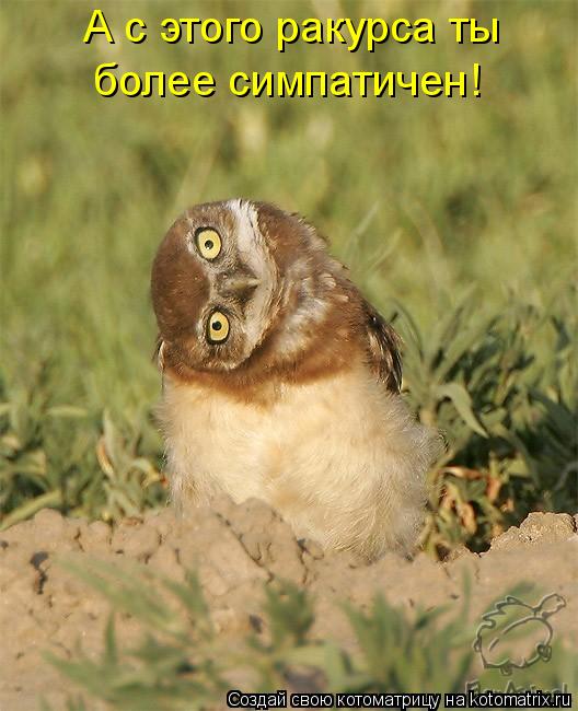 Котоматрица: А с этого ракурса ты  более симпатичен!