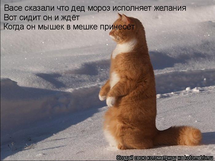 Котоматрица: Васе сказали что дед мороз исполняет желания Вот сидит он и ждёт Когда он мышек в мешке принесёт