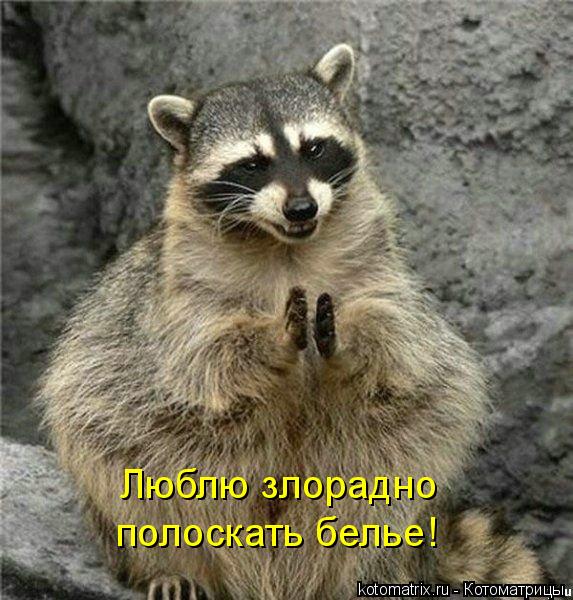 Котоматрица: Люблю злорадно  полоскать белье!