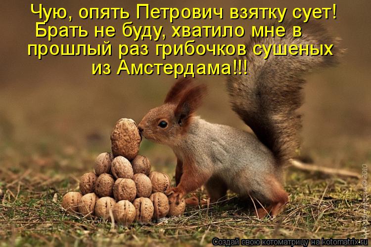 Котоматрица: Чую, опять Петрович взятку сует! Брать не буду, хватило мне в  прошлый раз грибочков сушеных  из Амстердама!!!