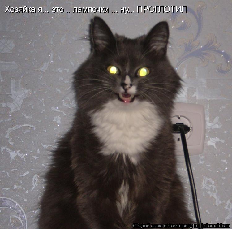 Котоматрица: Хозяйка я... это .. лампочки ... ну... ПРОГЛОТИЛ