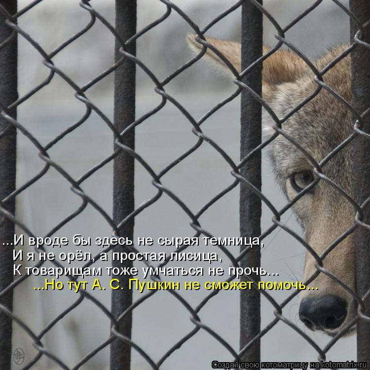 Котоматрица: ...И вроде бы здесь не сырая темница, И я не орёл, а простая лисица, К товарищам тоже умчаться не прочь... ...Но тут А. С. Пушкин не сможет помочь...