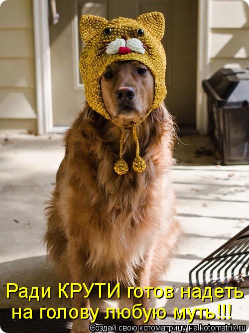 Котоматрица: Ради КРУТИ готов надеть на голову любую муть!!!