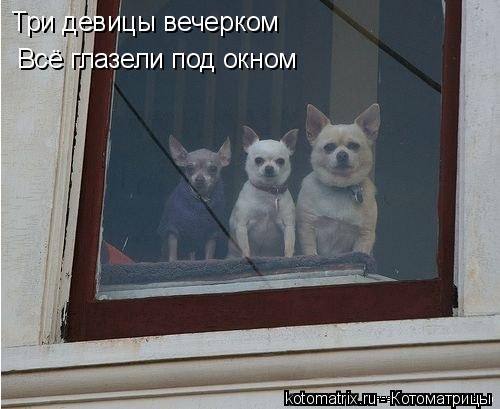 Котоматрица: Три девицы вечерком Всё глазели под окном
