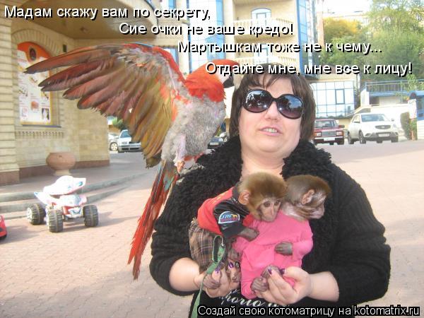 Котоматрица: Мадам скажу вам по секрету, Сие очки не ваше кредо! Мартышкам тоже не к чему... Отдайте мне, мне все к лицу!