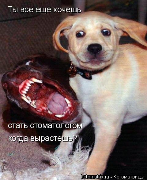 Ты всё ещё хочешь стать стоматологом когда вырастешь?... Котоматрица: Ты всё ещё хочешь стать стоматологом когда вырастешь?