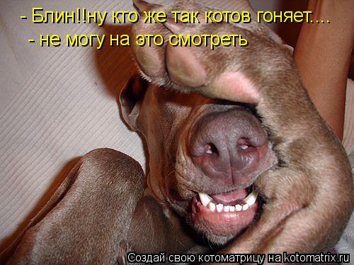 Котоматрица: - Блин!!ну кто же так котов гоняет....  - не могу на это смотреть