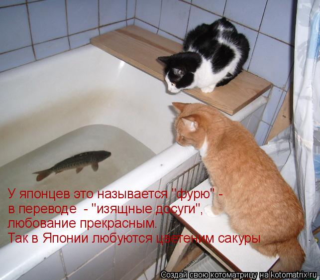 Котоматрица: У японцев это называется "фурю" - в переводе  - "изящные досуги", любование прекрасным. Так в Японии любуются цветеним сакуры