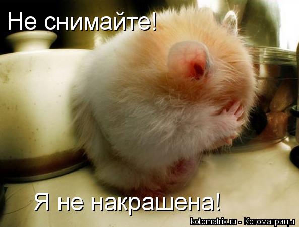 Не снимайте! Я не накрашена!... Котоматрица: Не снимайте! Я не накрашена!