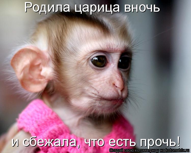 Котоматрица: Родила царица вночь  и сбежала, что есть прочь!