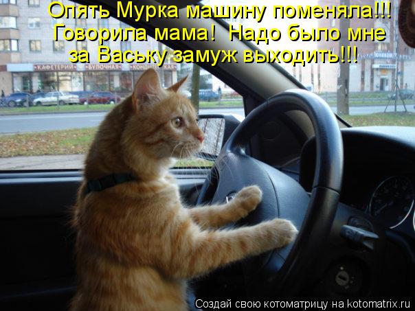 Котоматрица: Опять Мурка машину поменяла!!! Говорила мама!  Надо было мне за Ваську замуж выходить!!!