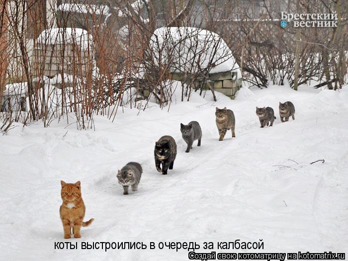 коты выстроились в очередь за калбасой... Котоматрица: коты выстроились в очередь за калбасой