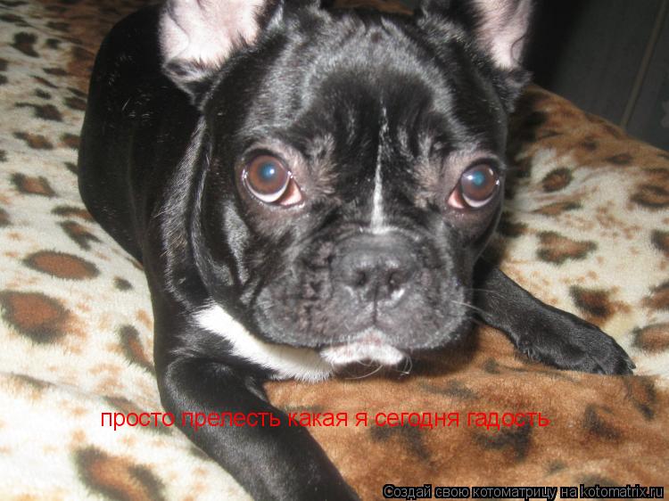 Котоматрица: просто прелесть какая я сегодня гадость