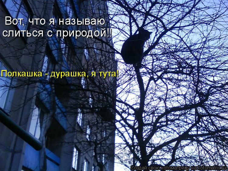 Котоматрица: Вот, что я называю  слиться с природой!! Полкашка - дурашка, я тута!