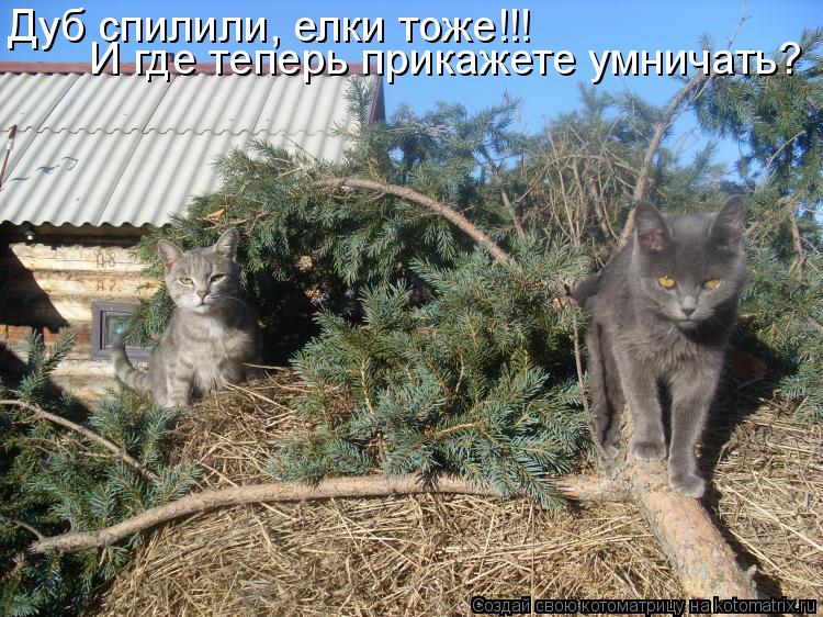 Котоматрица: Дуб спилили, елки тоже!!! И где теперь прикажете умничать?