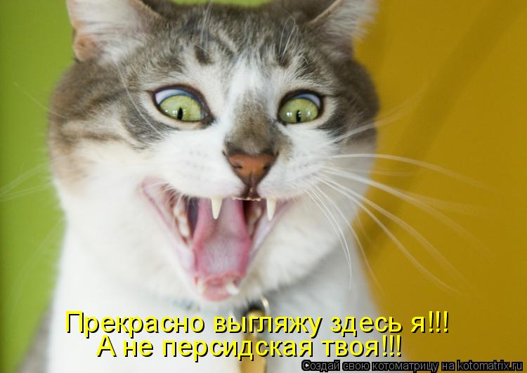 Котоматрица: Прекрасно выгляжу здесь я!!! А не персидская твоя!!!