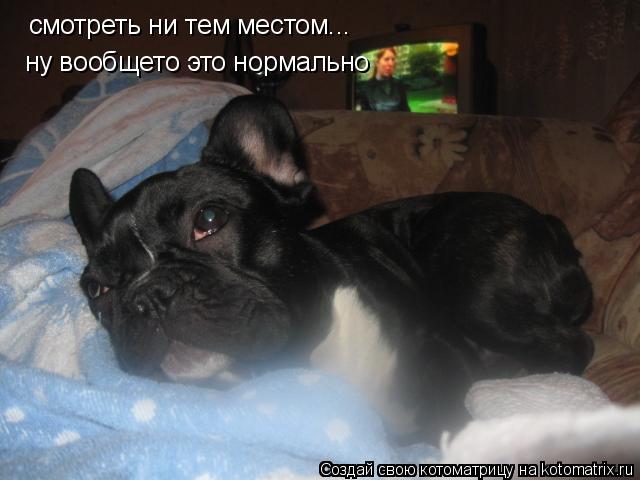 Котоматрица: смотреть ни тем местом...  ну вообщето это нормально