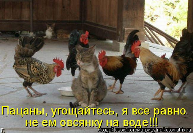 Котоматрица: Пацаны, угощайтесь, я все равно не ем овсянку на воде!!!