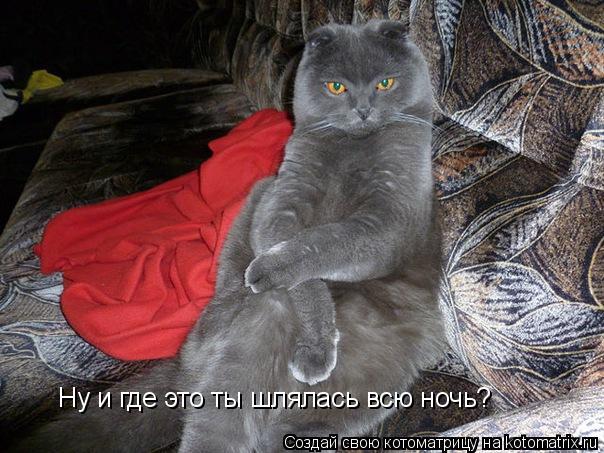 Котоматрица: Ну и где это ты шлялась всю ночь?