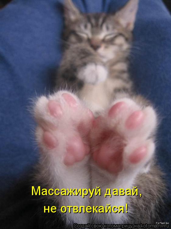 Котоматрица: Массажируй давай, не отвлекайся!
