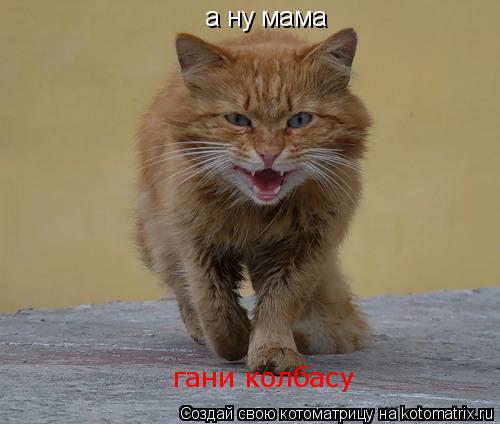 Котоматрица: а ну мама гани колбасу