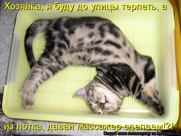 Котоматрица: Хозяйка, я буду до улицы терпеть, а из лотка, давай массажер сделаем!?!