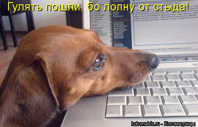 Котоматрица: Гулять пошли, бо лопну от стыда!