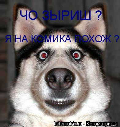 Котоматрица: ЧО ЗЫРИШ ? Я НА КОМИКА ПОХОЖ ?