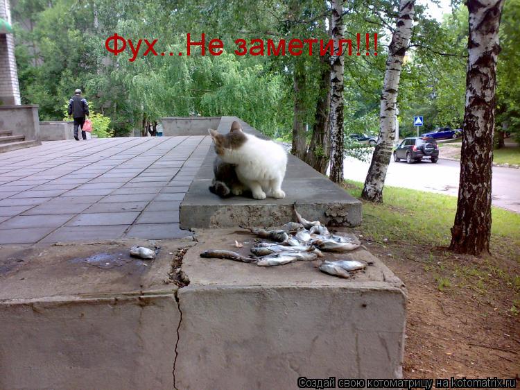 Котоматрица: Фух...Не заметил!!!