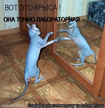 Котоматрица: ВОТ ЭТО КРЫСА ! ОНА ТОЧНО ЛАБОРАТОРНАЯ ОНА ТОЧНО ЛАБОРАТОРНАЯ