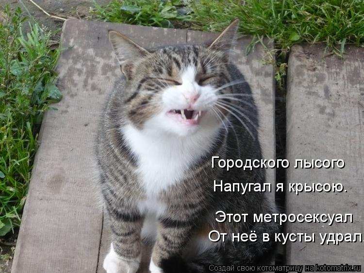 Городского лысого Напугал я крысою. Этот метросексуал От неё в кусты удрал.... Котоматрица: Городского лысого Напугал я крысою. Этот метросексуал От неё в кусты удрал.