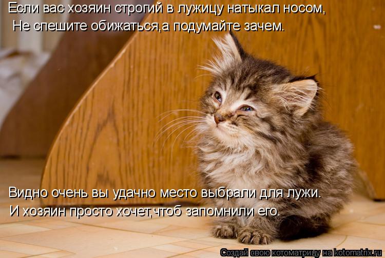 Если вас хозяин строгий в лужицу натыкал носом, Не спешите обижаться,а подумайте зачем. Видно очень в... Котоматрица: Если вас хозяин строгий в лужицу натыкал носом, Не спешите обижаться,а подумайте зачем. Видно очень вы удачно место выбрали для лужи. И хозя