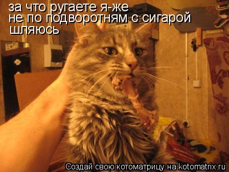 Котоматрица: за что ругаете я-же не по подворотням с сигарой шляюсь