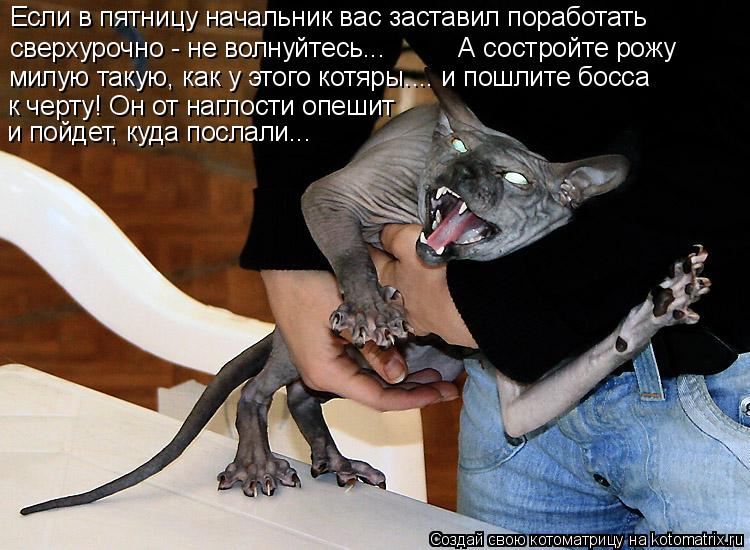 Котоматрица: Если в пятницу начальник вас заставил поработать сверхурочно - не волнуйтесь...          А состройте рожу  милую такую, как у этого котяры.... и по