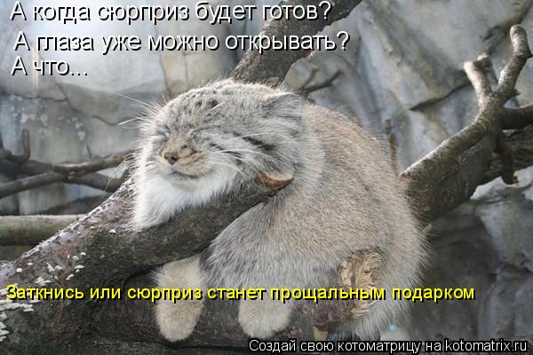 Котоматрица: А когда сюрприз будет готов? А глаза уже можно открывать? А что... Заткнись или сюрприз станет прощальным подарком