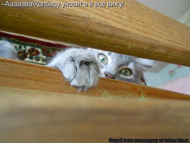 Котоматрица: --Ааааааа!Колбасу уносят,а я всё вижу!