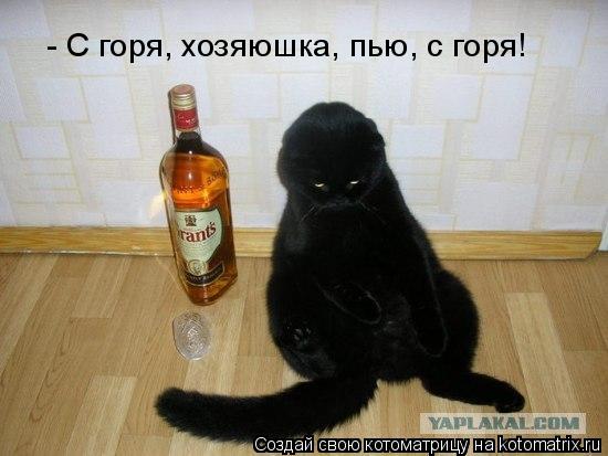 Котоматрица: - С горя, хозяюшка, пью, с горя!