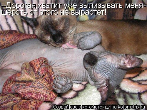 Котоматрица: --Дорогая,хватит уже вылизывать меня-- шерсть от этого не вырастет!
