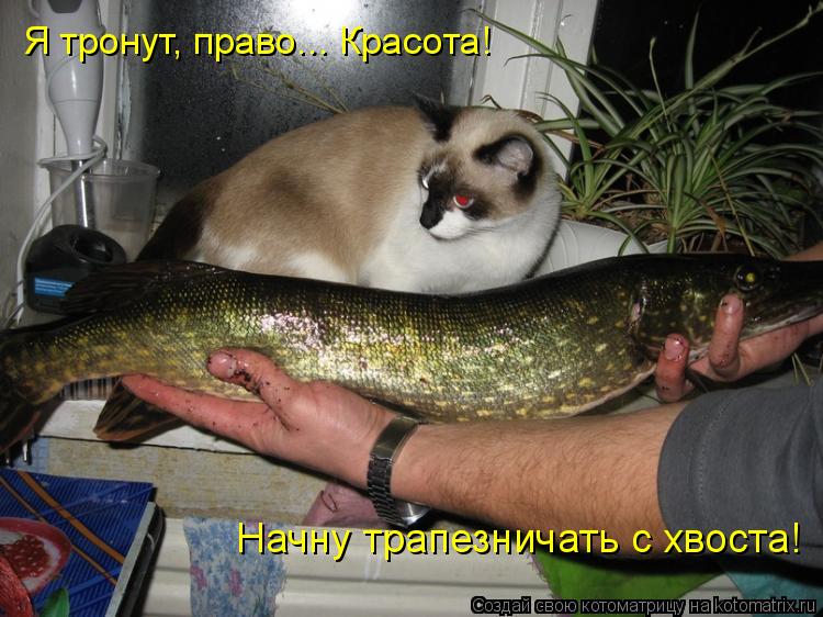 Котоматрица: Я тронут, право... Красота! Начну трапезничать с хвоста!