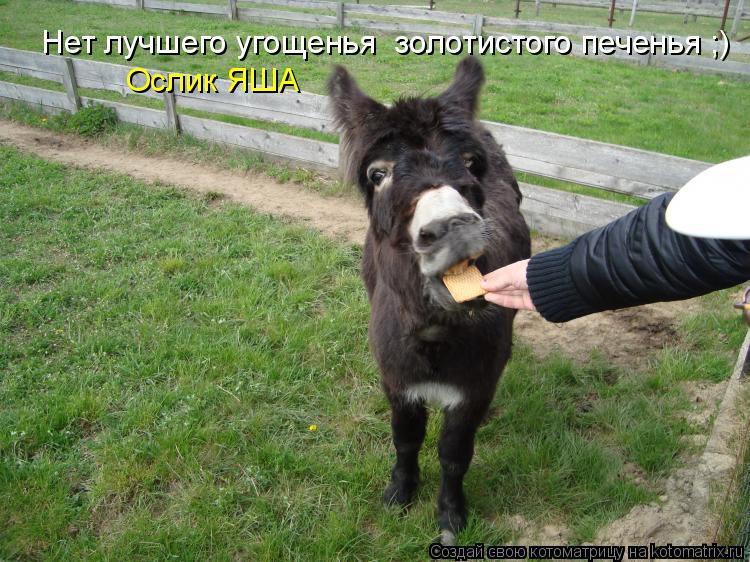 Котоматрица: Нет лучшего угощенья  золотистого печенья ;) Ослик ЯША Нет лучшего угощенья  золотистого печенья ;) Ослик ЯША
