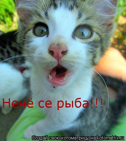 Котоматрица: Нечё се рыба!!!