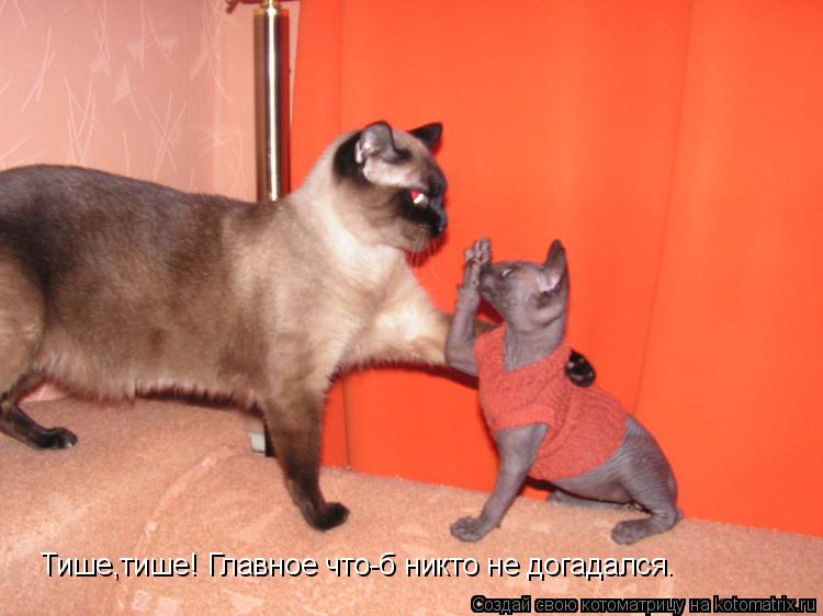 Котоматрица: Тише,тише! Главное что-б никто не догадался.